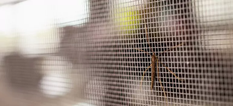 Repair Mosquito Mesh For Windows in Casselberry, FL